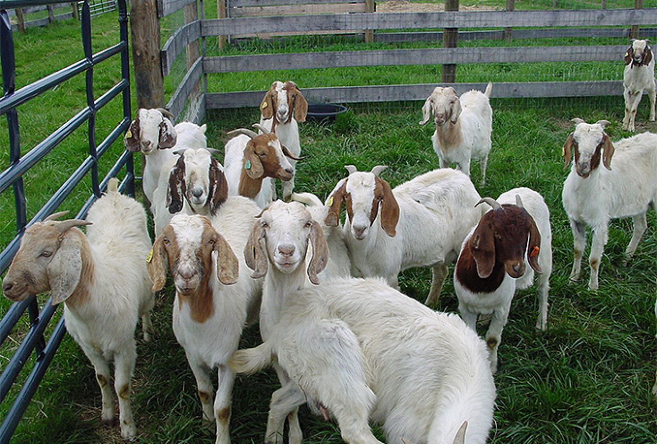 Tomislavgrad: Eutanizirane koze, vlasniku će biti nadoknađeno pola štete