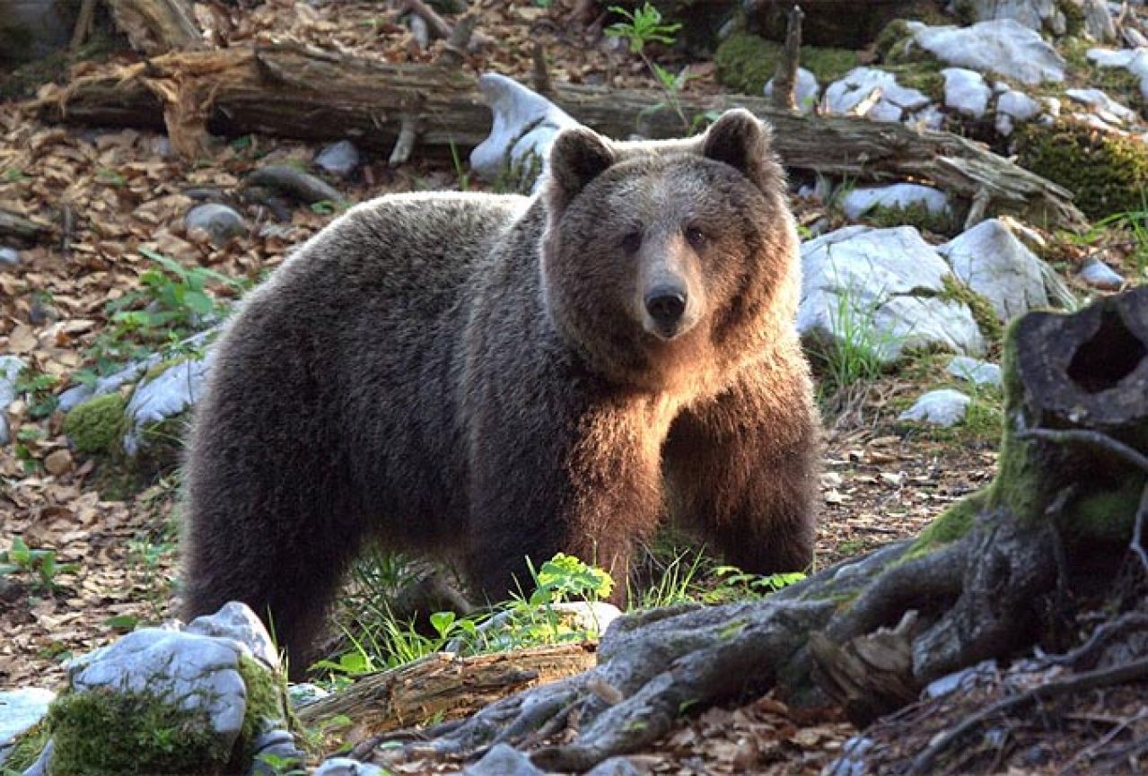 Slovenski medvjed u Pirenejima napravio genetski kaos