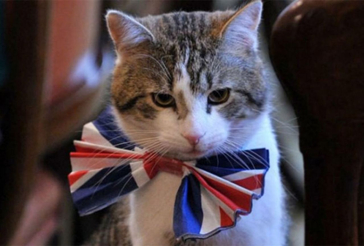 Ideja mostarskim glavarima: Britansko ministarstvo zaposlilo mačka