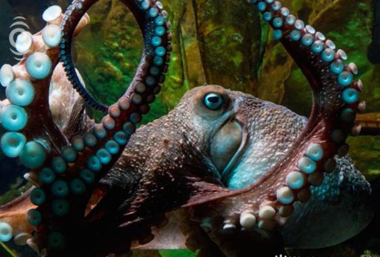 Hobotnica postala planetarna zvijezda zbog domišljatog bijega - Pogledajte!