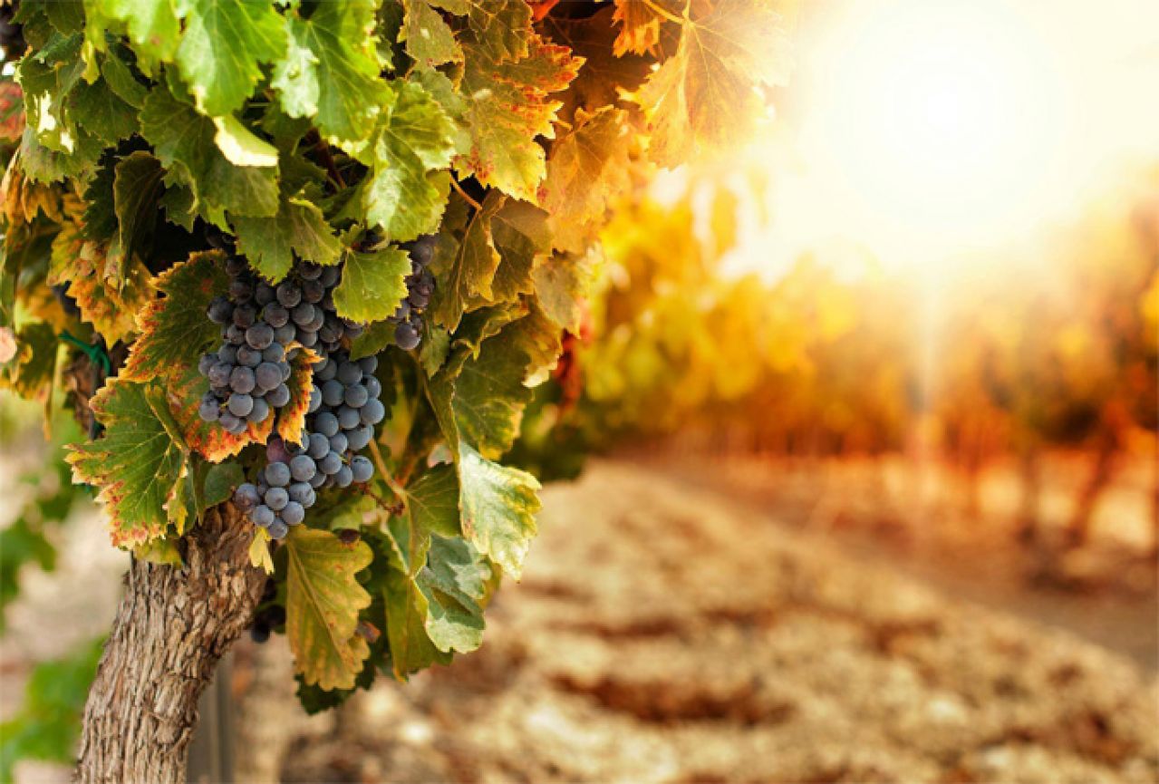 Vinogradari u HNŽ-u upozoreni da zaštite vinograde od plamenjače