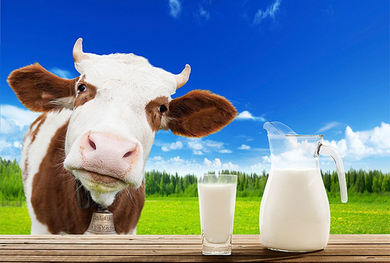 U BiH se sve više troši domaće mlijeko