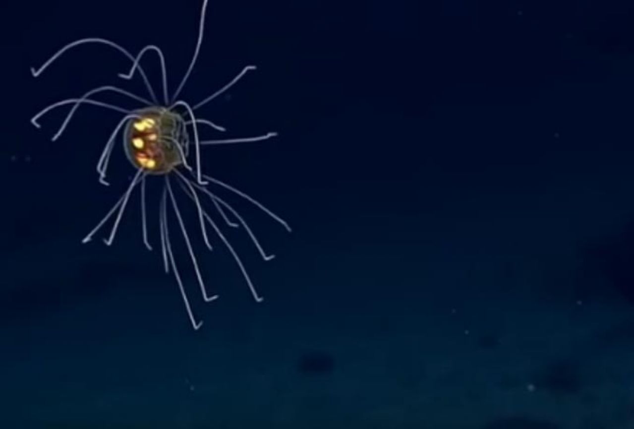 VIDEO | Pronađena 'svemirska' meduza
