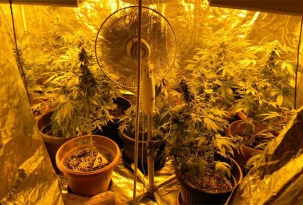U Konjicu pronađen laboratorij za uzgoj marihuane