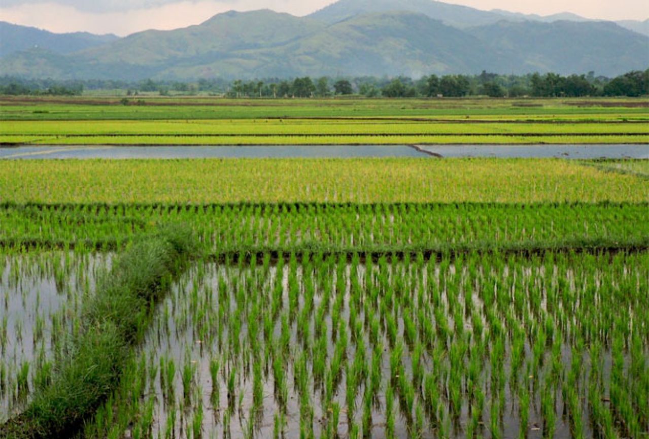 Otkriveno polje riže staro osam tisuća godina
