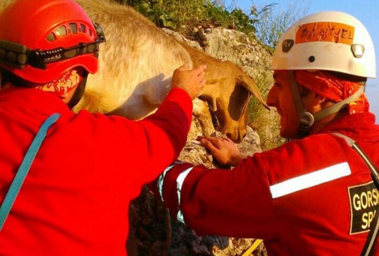 HGSS spasio deset koza iz litice na Hrgudu