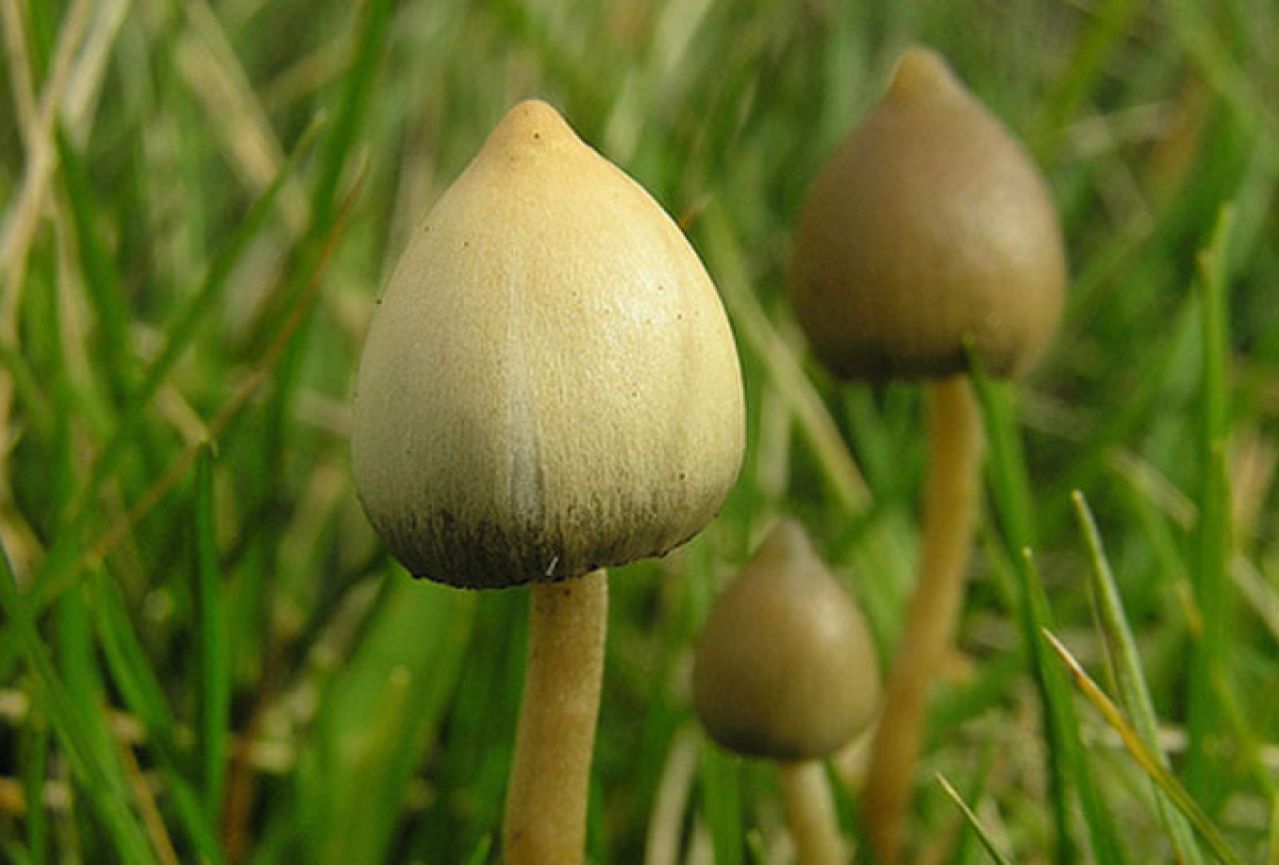 Čarobne gljive – lijek za depresiju?