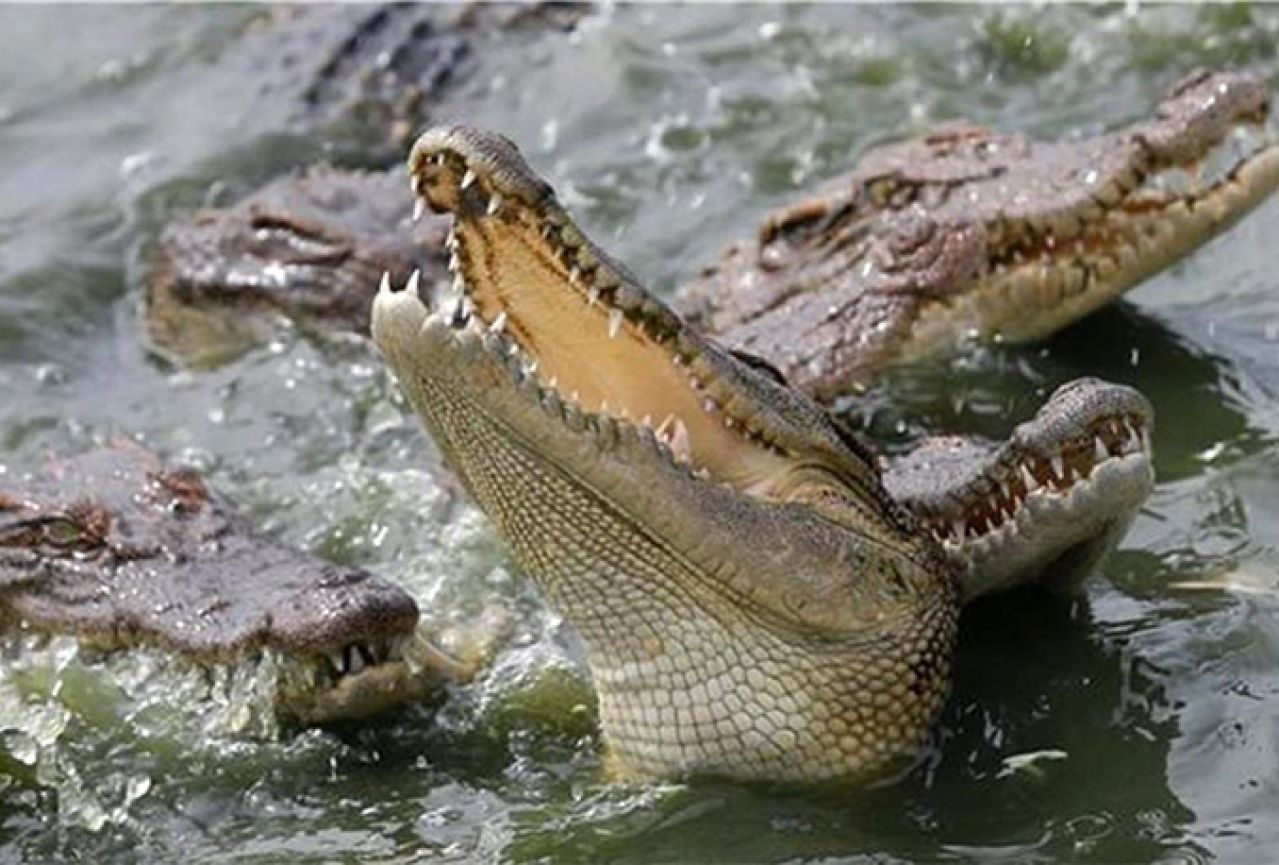 Nilski krokodili ljudožderi pronađeni u močvarama Floride  