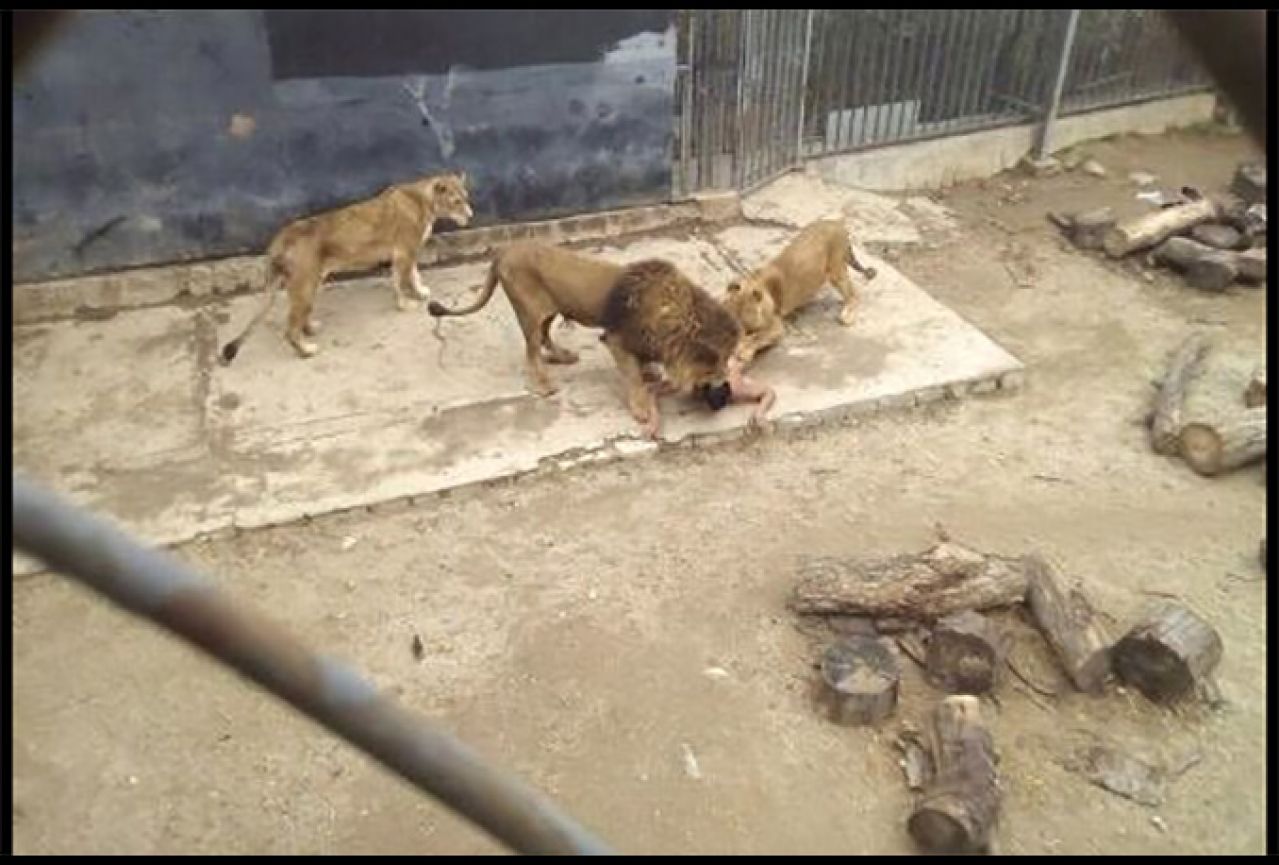 Skinuo se gol i bacio u kavez s lavovima, da bi ga spasili ubili lavove
