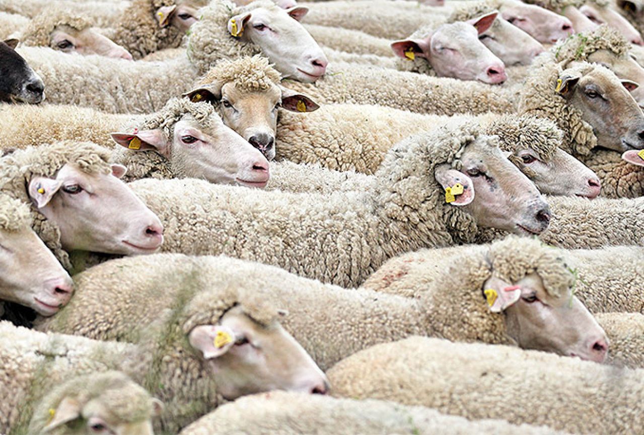 Napušene ovce prave kaos po selu