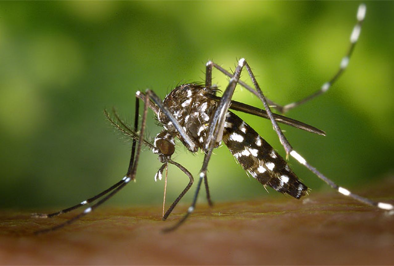 Komarac u Hercegovini nije zaražen zika virusom