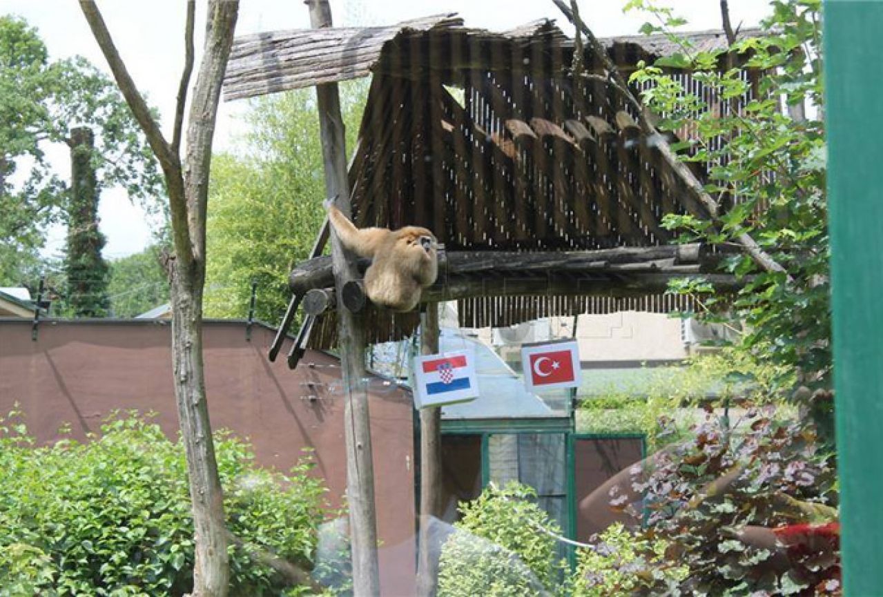 Bjeloruki gibon zagrebačkog ZOO-a prognozirao pobjedu Hrvatske