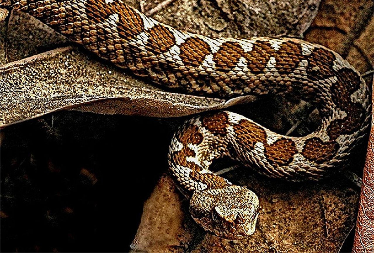 Čapljina: Muškarca u blizini obiteljske kuće ugrizla zmija