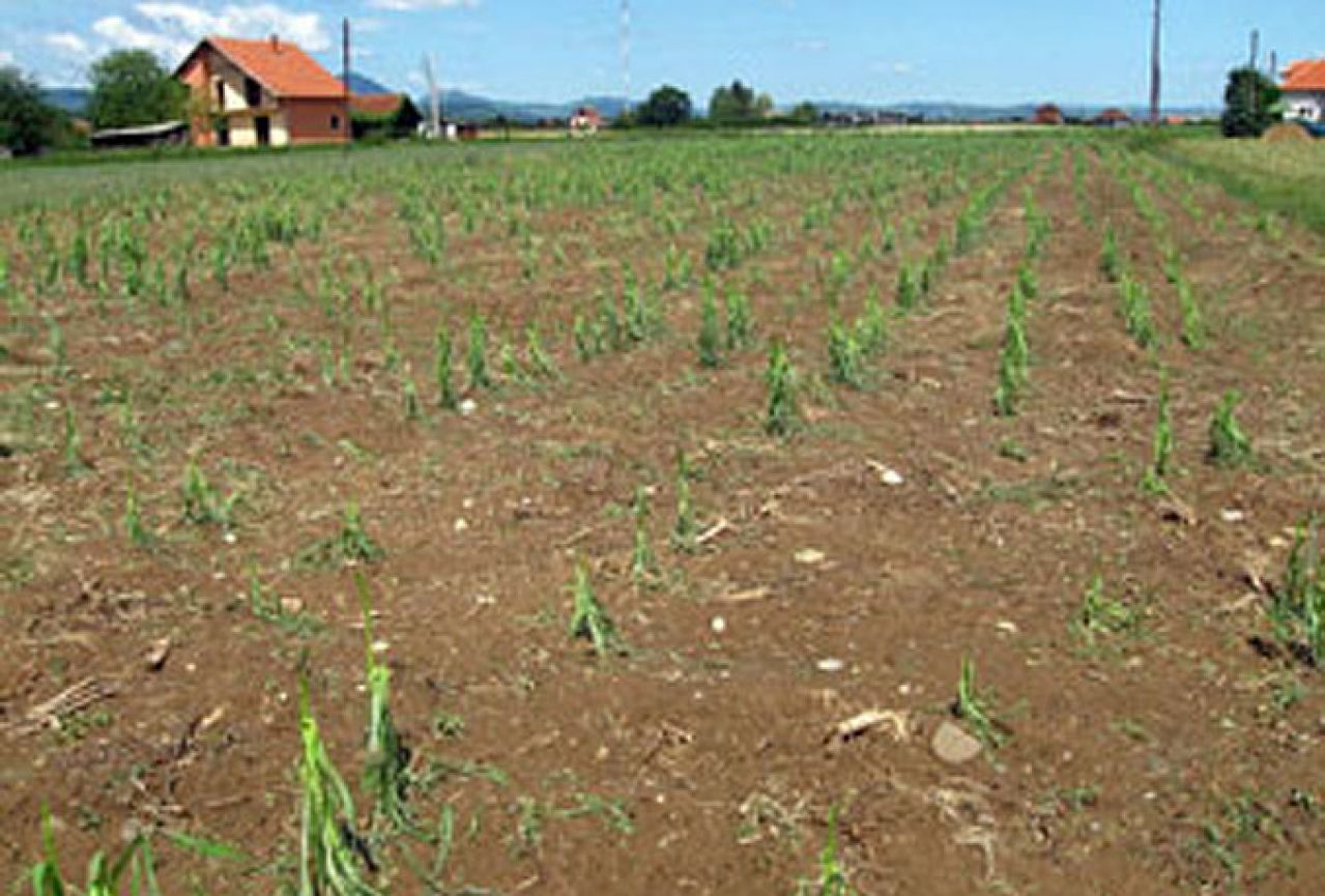 Nevrijeme opustošilo polja: Šteta za povrće, voće i žitarice