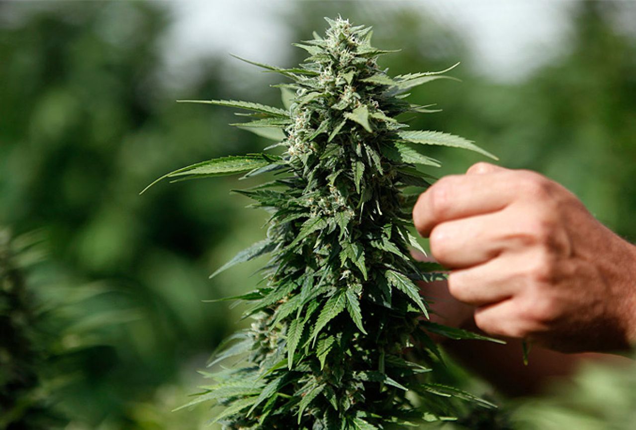 U Dubrovniku zaplijenjeno više od 14 kilograma marihuane