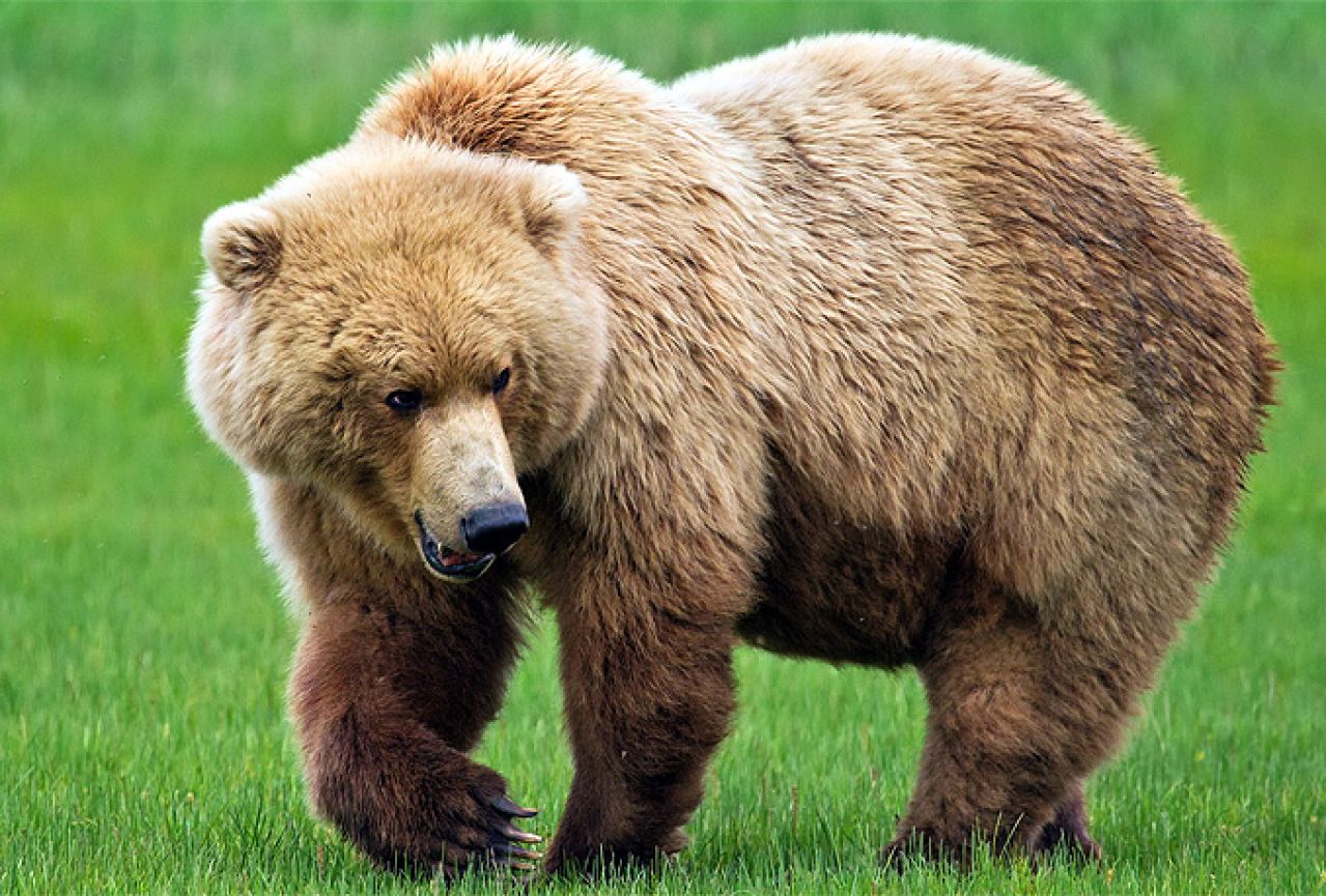 Ibrahimović dolazi loviti medvjede po Bosni