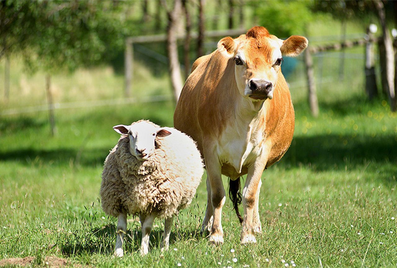 20 godina ovce Dolly: Jedemo li klonirano meso? 