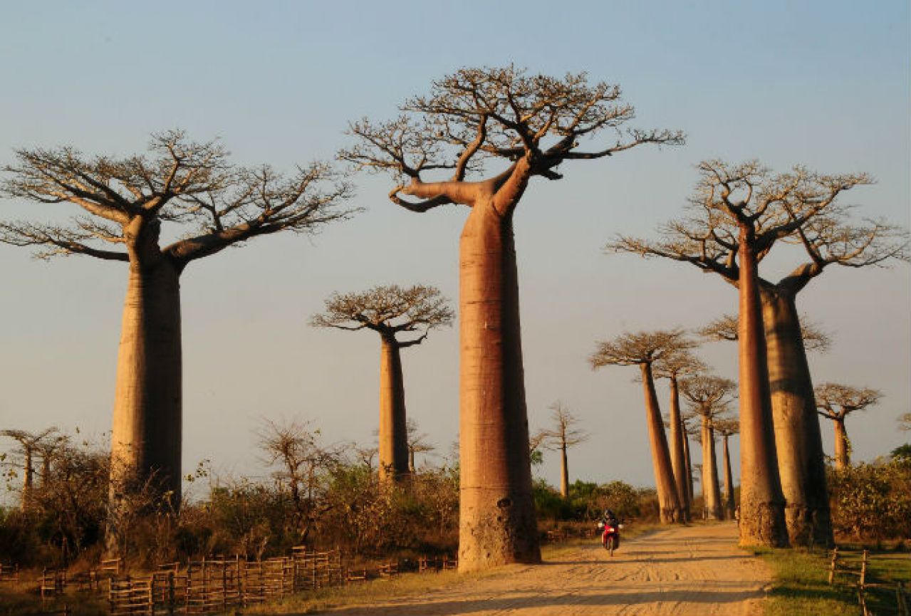 Nešto ubija baobab