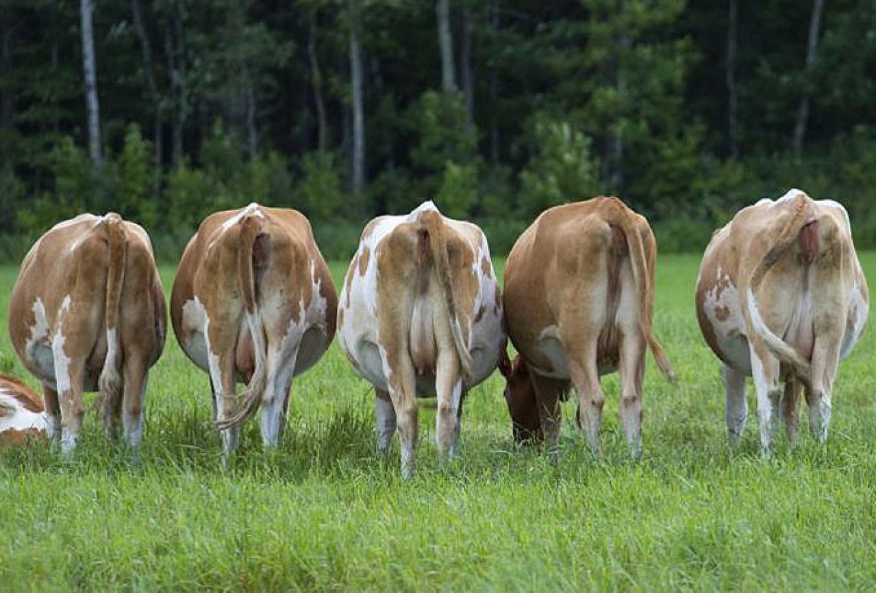 Zašto znanstvenici crtaju oči na stražnjicama goveda?