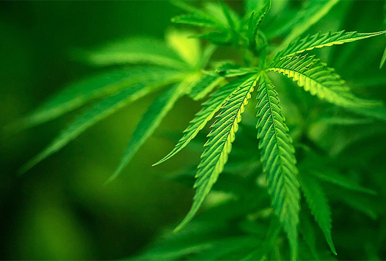 Livno: Policija pronašla 22 stabljike marihuane