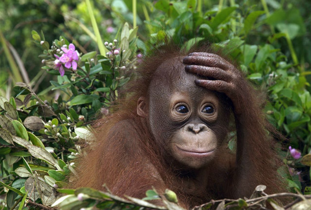 Orangutan Bornea na rubu istrebljenja