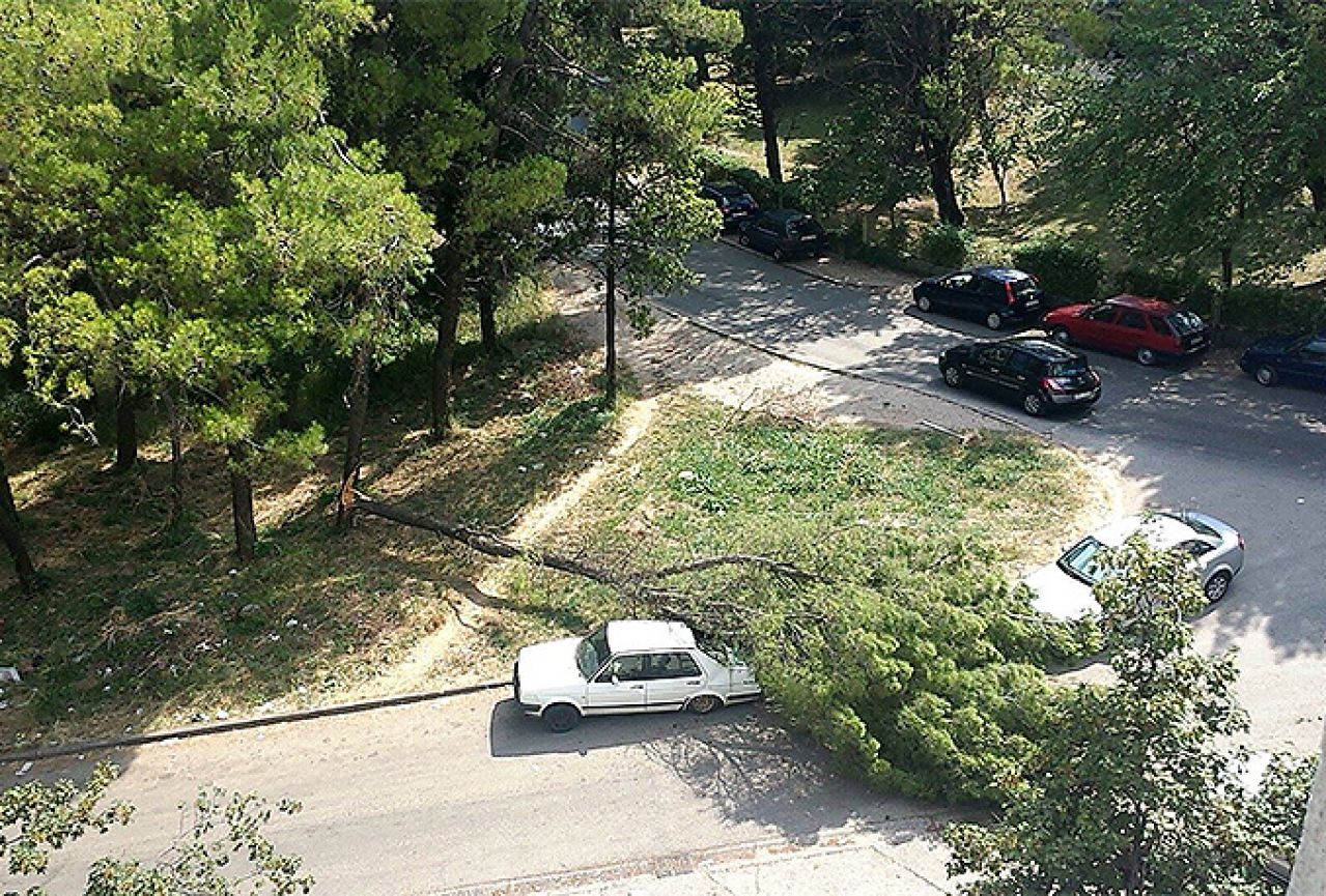 Mostar: Na automobil se srušilo stablo