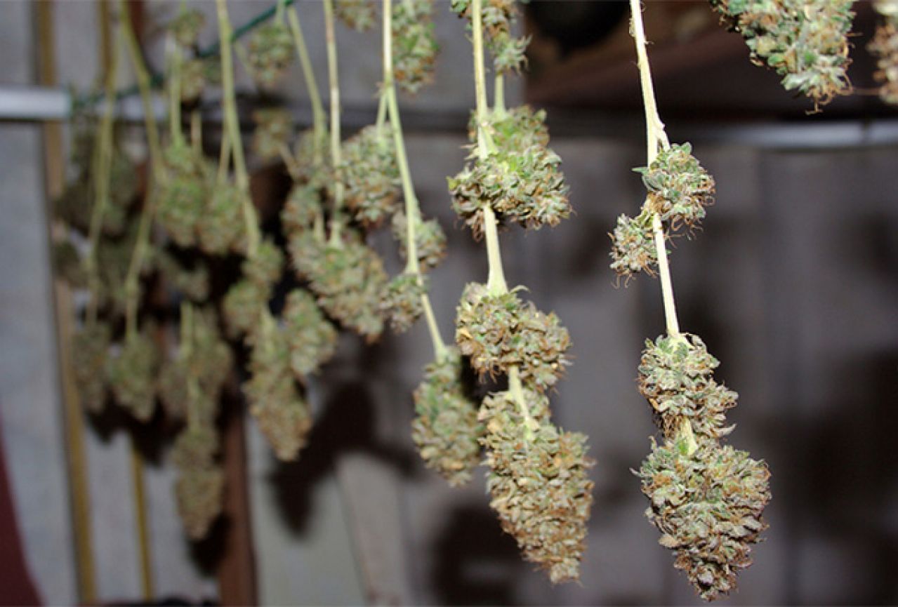 Kod Čapljinca pronađene osušene stabljike marihuane