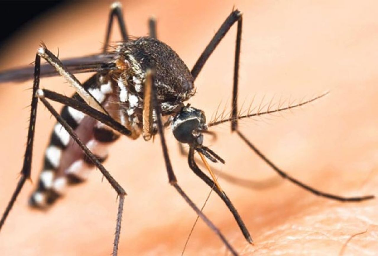 Na Floridi prvi lokalni slučaj prijenosa zika virusa
