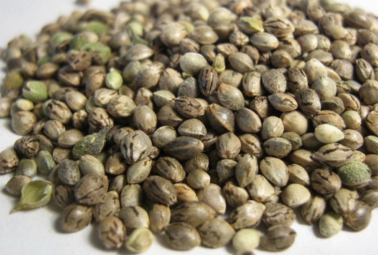 U policijskoj akciji ''Plantaže'' pronađeno oko 600 sjemenki indijske konoplje
