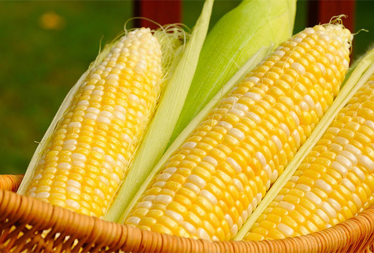 Jeste li znali ovih devet stvari o kukuruzu?