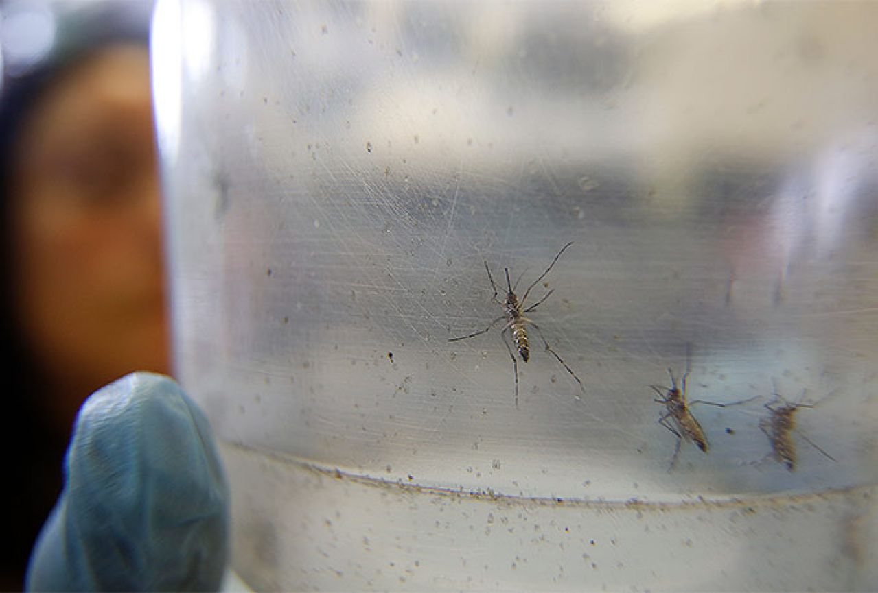 Virus zika u spermi može preživjeti i šest mjeseci