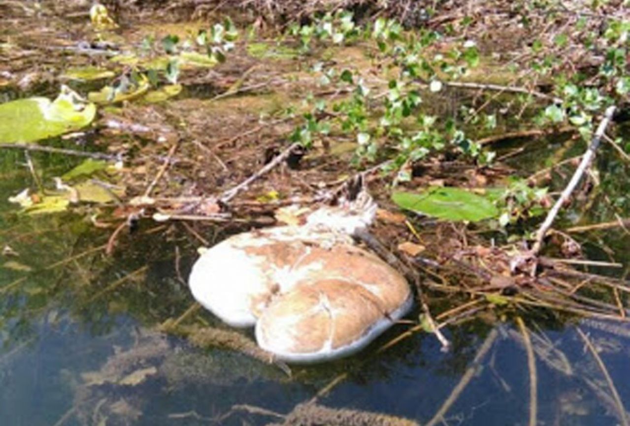Čapljina: Životinjski ostaci plutaju rijekom Krupom
