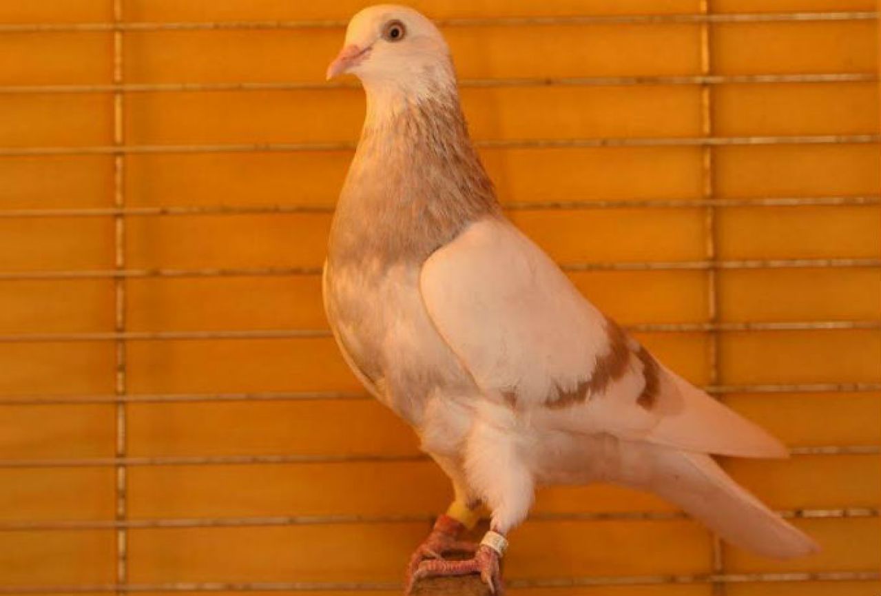 Nova domaća rasa goluba - Hercegovački prugasti okretač