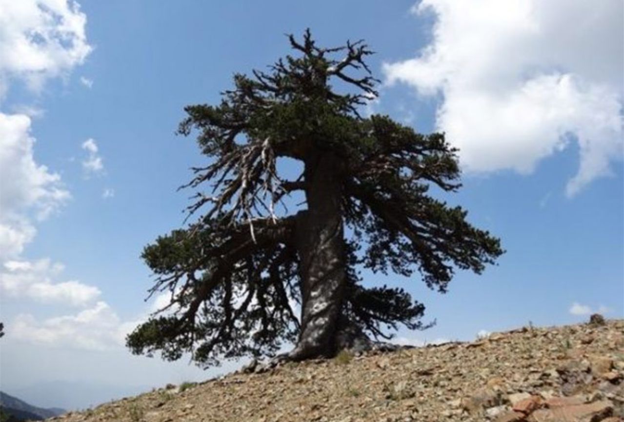Munika u Grčkoj najstarije drvo u Europi