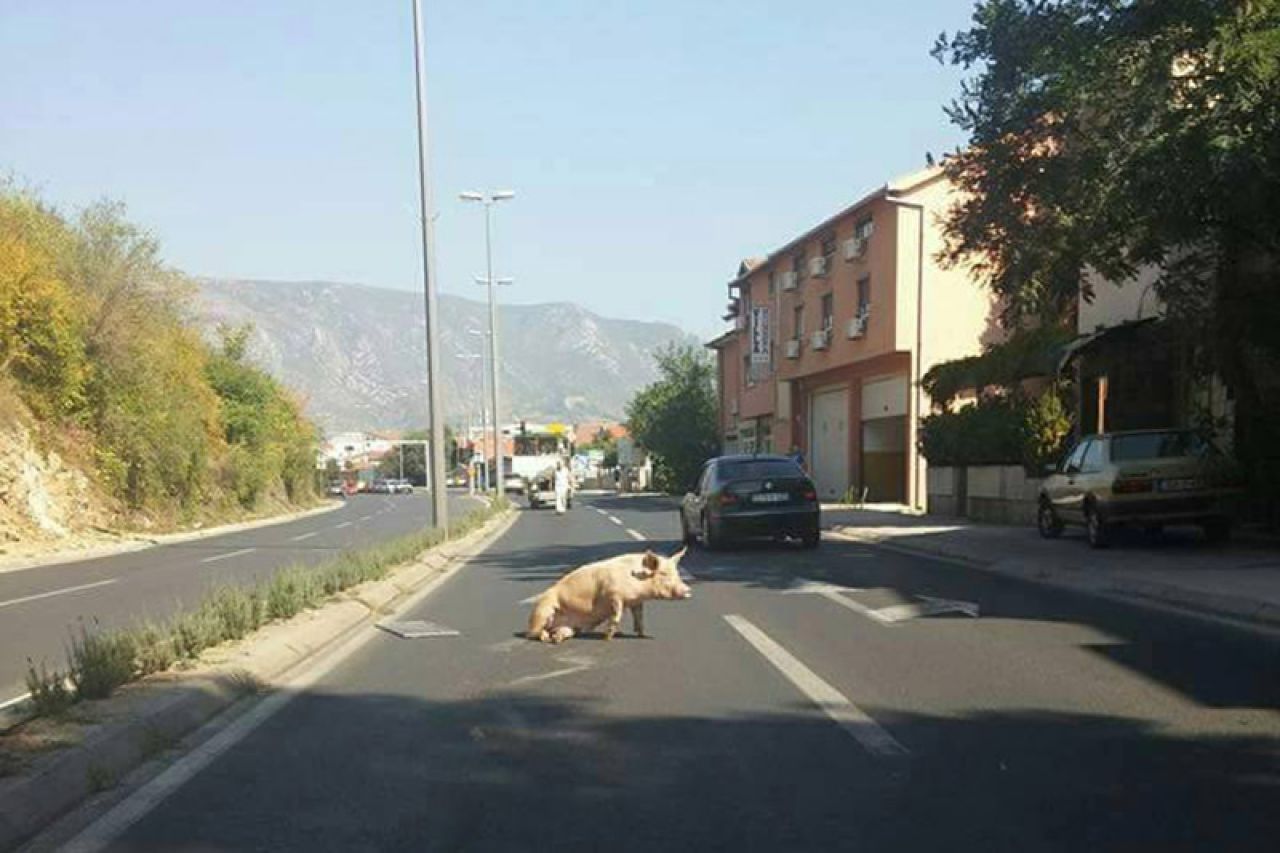 Mostar: Svinja 'zapela' na sred ceste