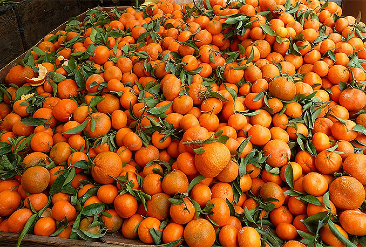 Nedostaje 150 sezonaca za branje mandarina