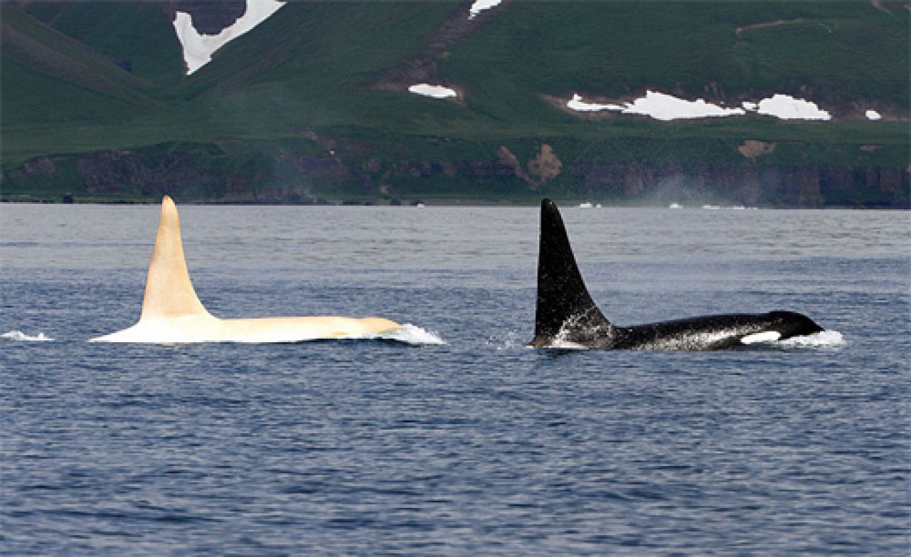 Snimljene nove jedinke: Iceberg više nije jedina albino orka