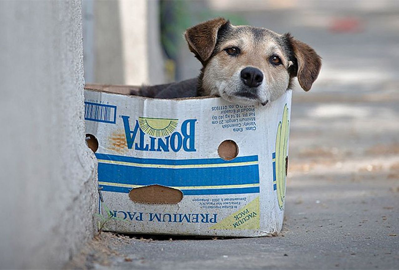 Hercegbosanska županija izvela akciju zbrinjavanja napuštenih pasa