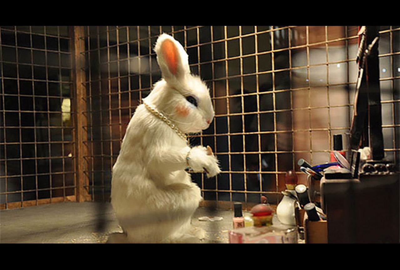 Видео где кролик. Эксперименты на животных кролик.