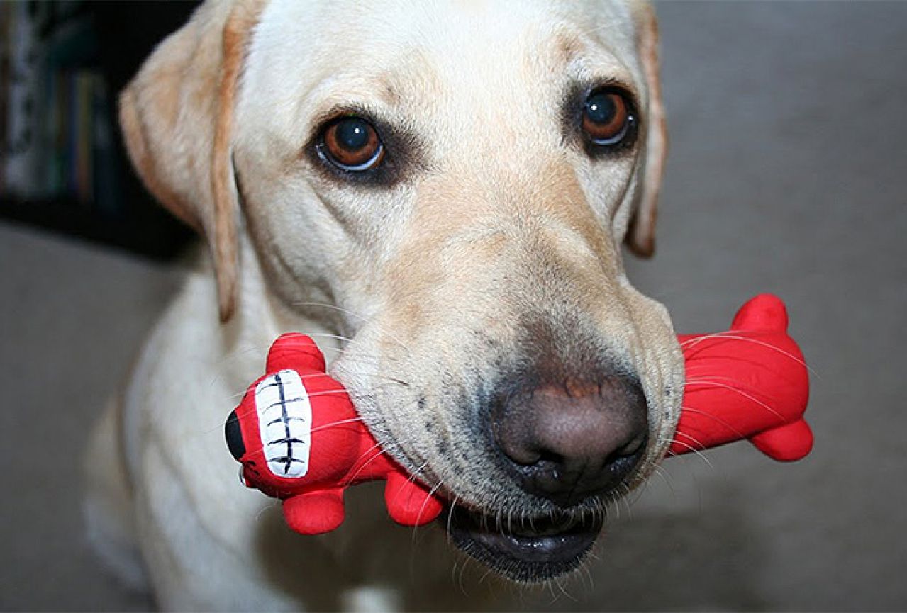 Zašto psi uzimaju stvari u usta kad su uzbuđeni