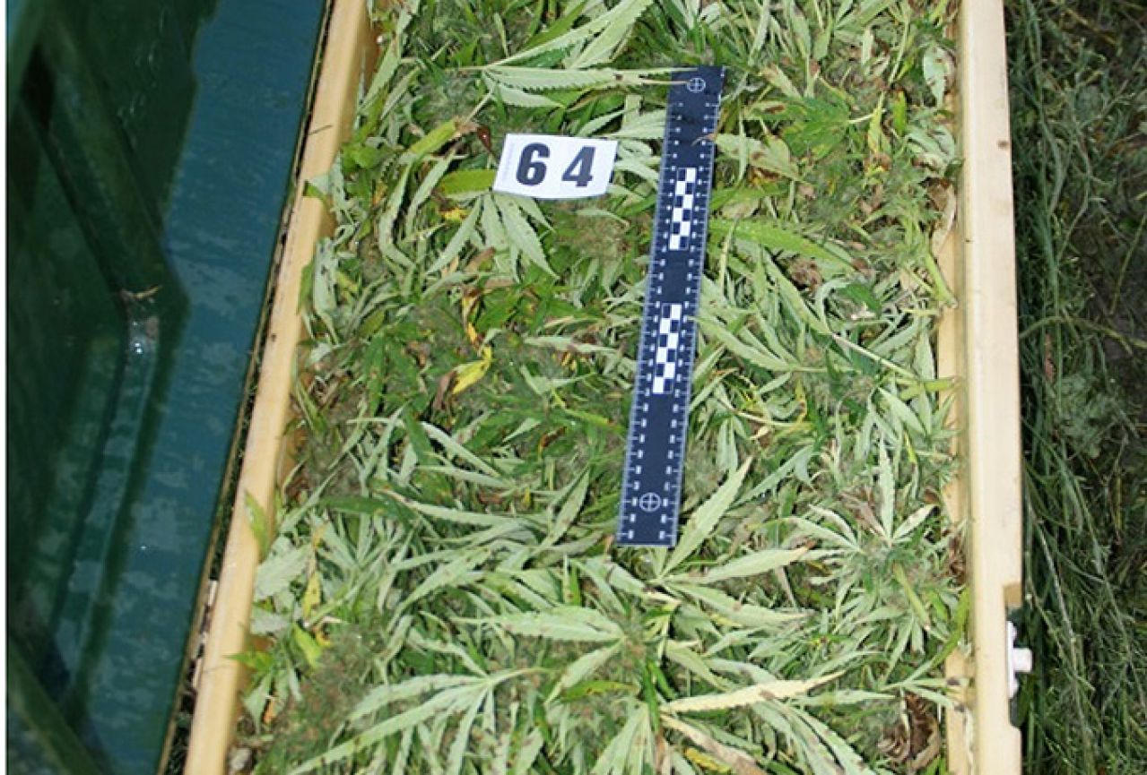 Metković: Otkrivena velika plantaža marihuane