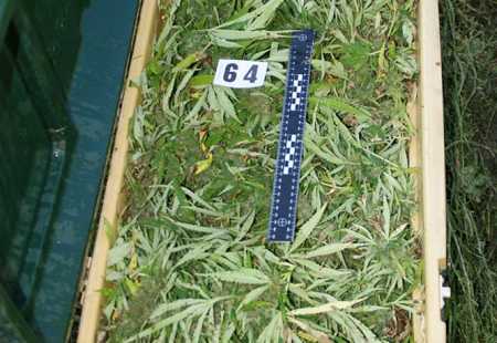https://storage.bljesak.info/article/171124/450x310/plantaza-marihuane-metkovic2.jpg