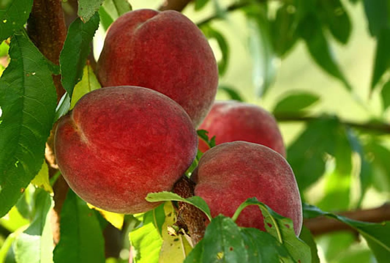BiH mora nastaviti izvoz voća i povrća u Rusku Federaciju