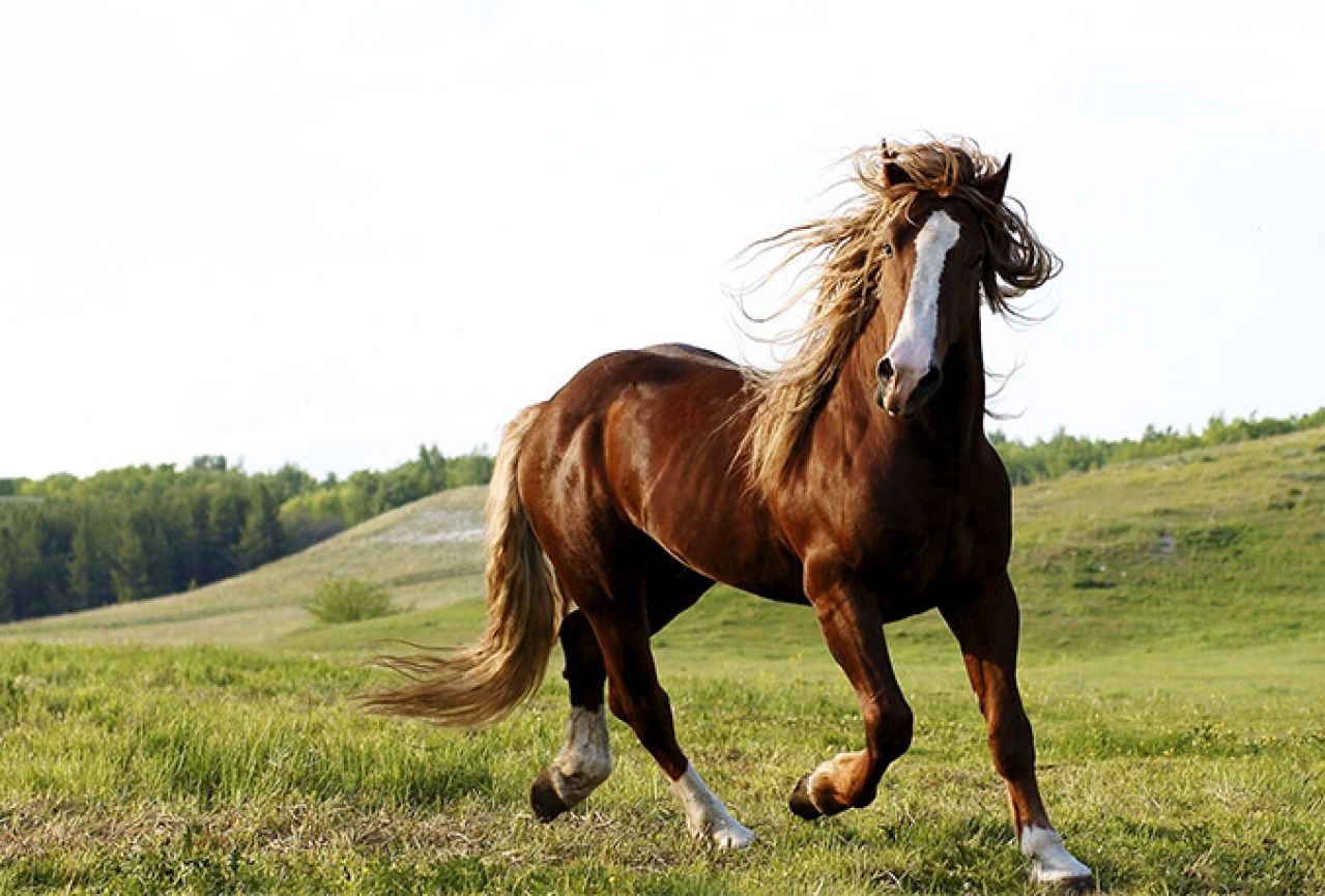 Bosanski brdski konj - pasmina na rubu izumiranja