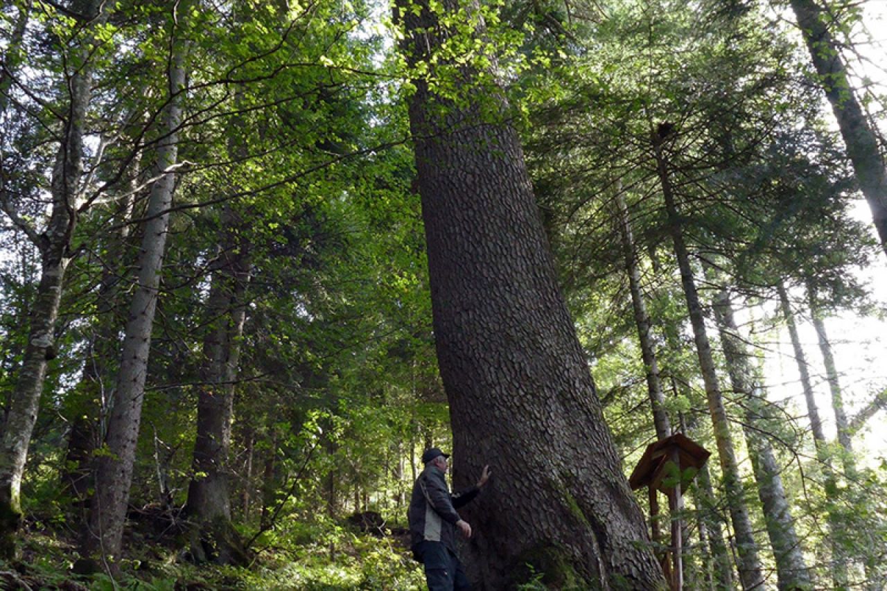 Šumari godinama pažljivo čuvaju jelu, "kraljicu" kupreških šuma