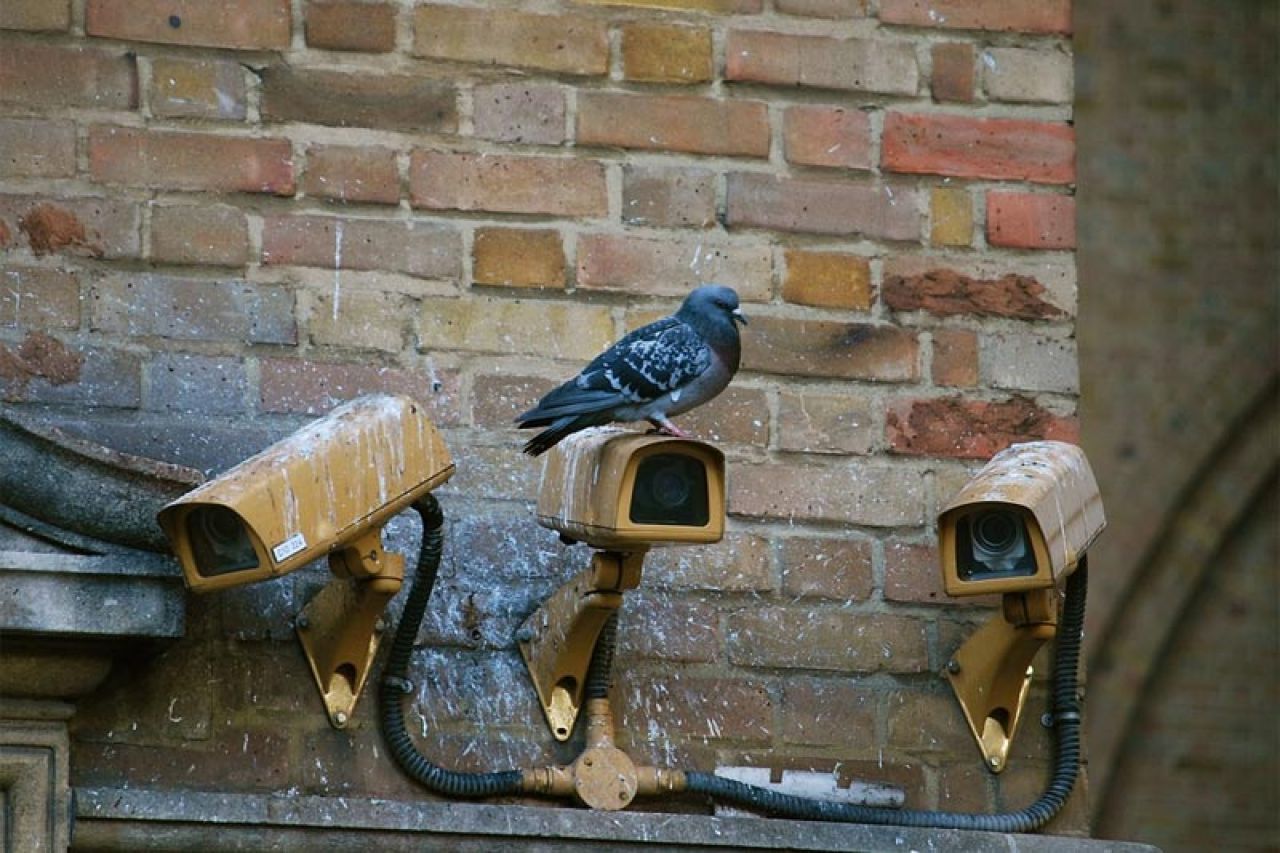 Vojska uhitila goluba špijuna 