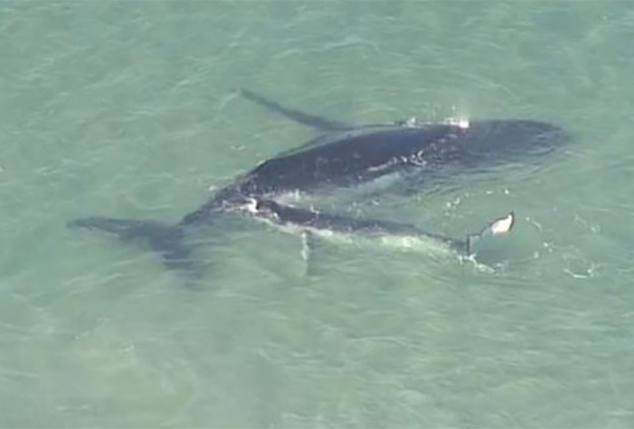 VIDEO | Mali kit spasio svoju mamu nasukanu u plićaku 