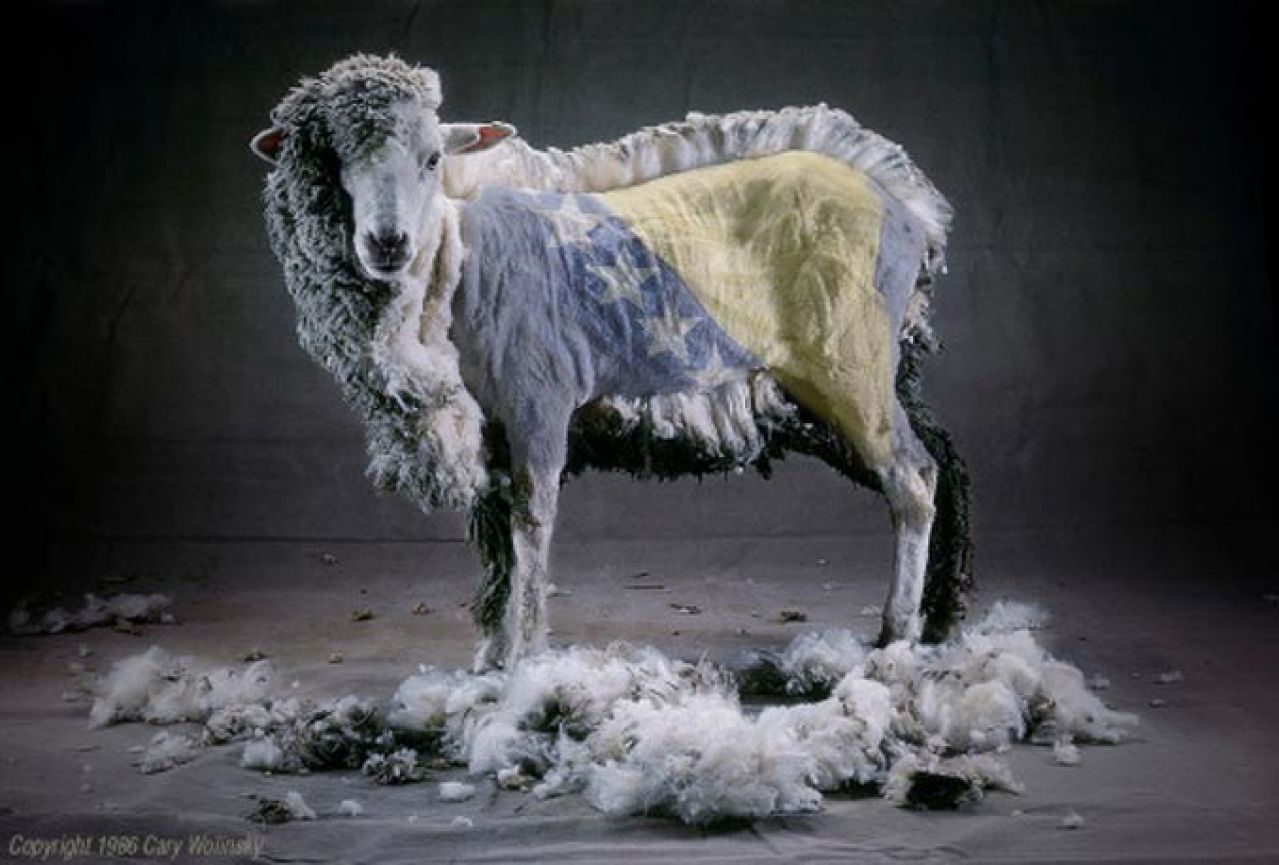 Predstava, koja se ne prekida: Svi vole ovce s malo više vune