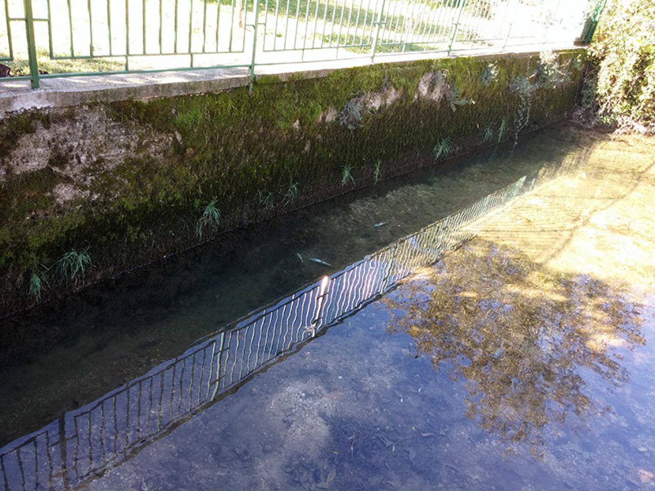 (Ne)obična smrt riba u Mostaru: Ribari dižu ruke od Radobolje