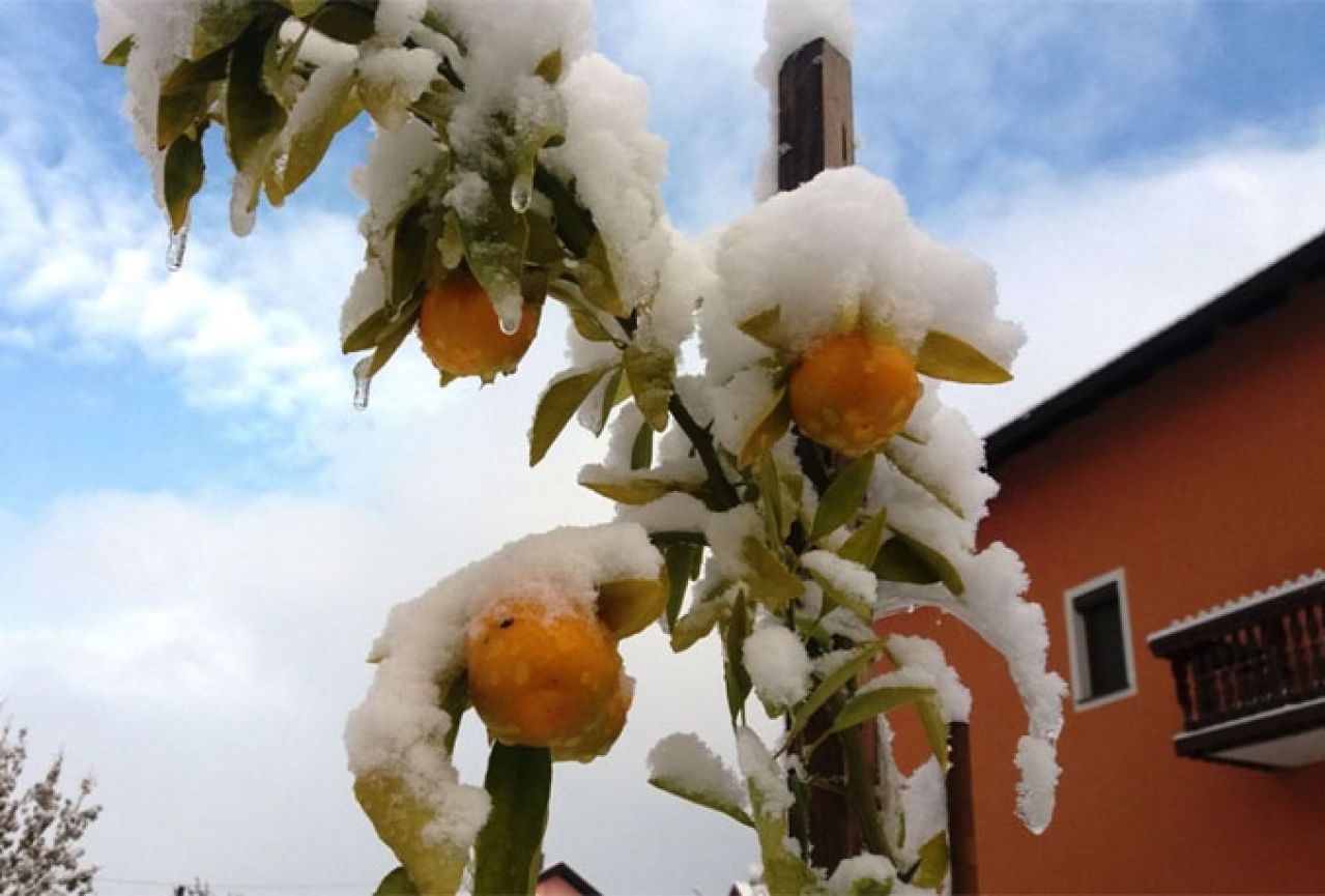 Kupreške mandarine prekrio snijeg